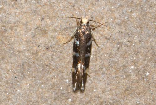 Eulamprotes wilkella